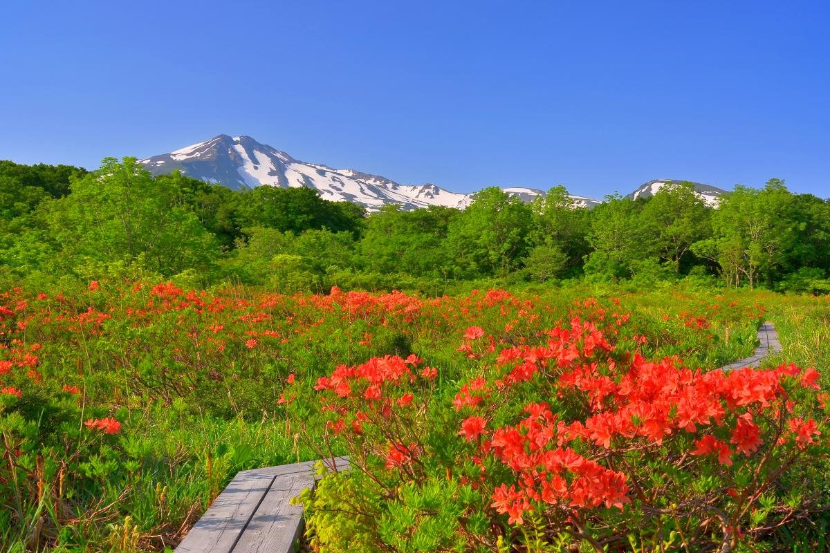 🏞️ 뽕나무 언덕 습지(쿠와노키다이 시츠겐) 이미지 1